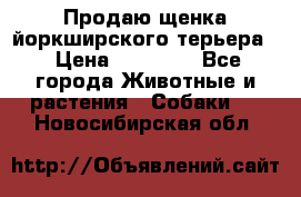 Продаю щенка йоркширского терьера  › Цена ­ 20 000 - Все города Животные и растения » Собаки   . Новосибирская обл.